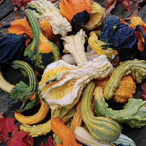 Gourd, Autumn Wings