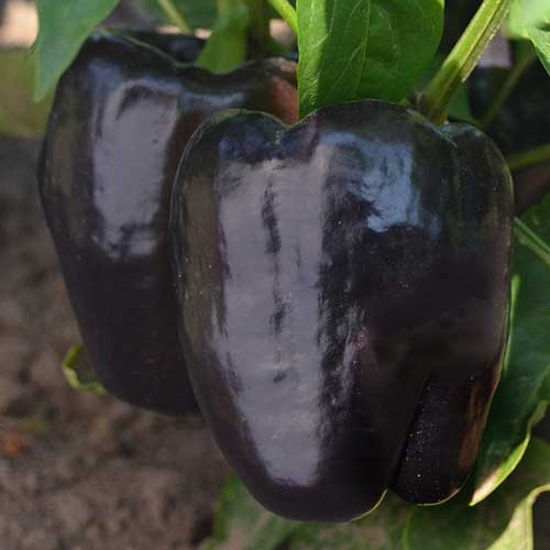 Pepper, Purple Beauty