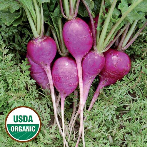 Radish, Plum Purple