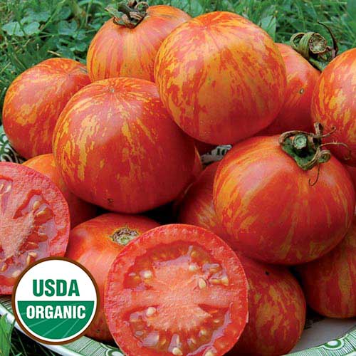 Red Zebra Tomato