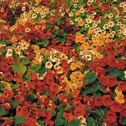 Flower, Tip Top Nasturtium