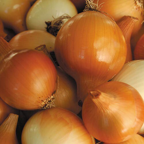 Onion, Yellow of Parma