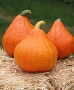 Three pear-shaped, orange, Potimarron squash sit atop hay. 