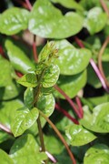 Green leaves with red stems
