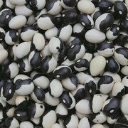 Calypso Bean