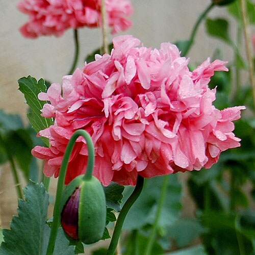 Flower, Heritage Farm Poppy