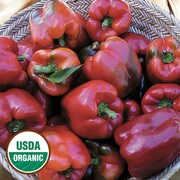 Red bell peppers
