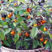 Golden Nugget Pepper