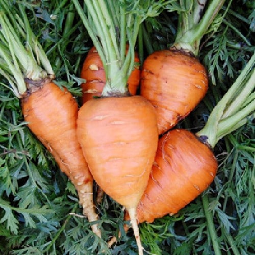 Paris Market Carrot