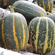 Oblong green yellow stripe squash