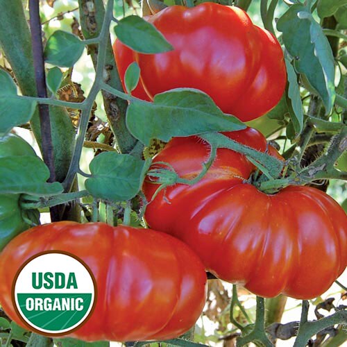 Tomato, Rosso Sicilian