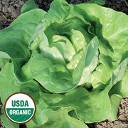 Lettuce, Mantilia