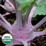 Kohlrabi, Purple Vienna