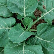 Collards, Vates