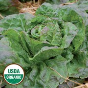 Head of lettuce with wavy leaves.