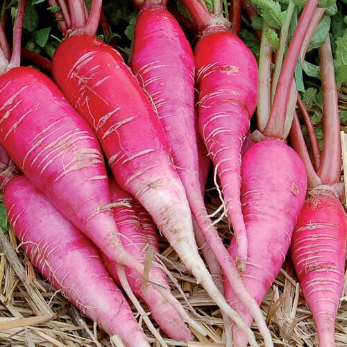 Radish, China Rose