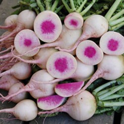 Radish, Watermelon