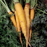 Carrot, Jaune du Doubs
