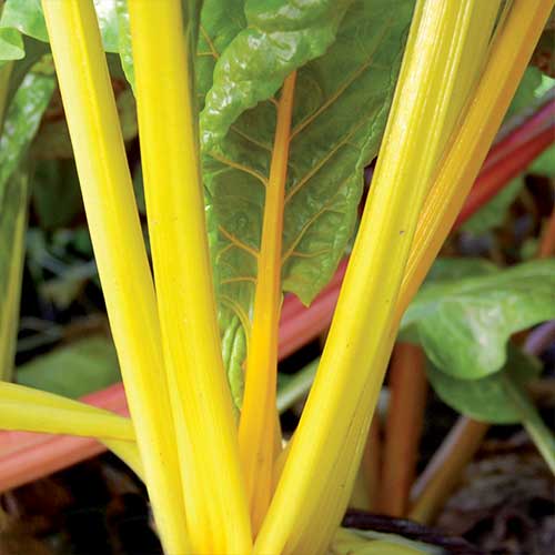 Gold Silverbeet Swiss Chard