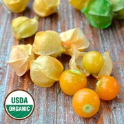 Ground Cherry, Loewen Family Heirlo