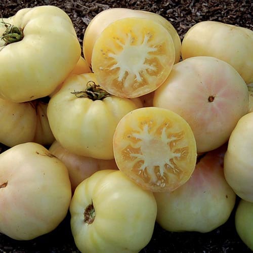 Tomato, White Tomesol