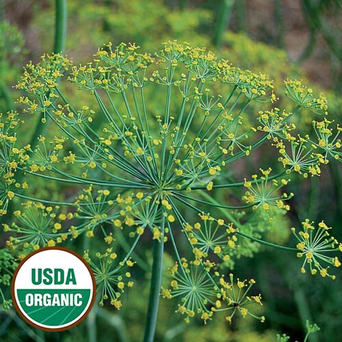 Herb, Dill Bouquet