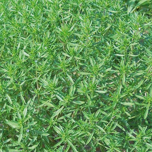 Herb, Summer Savory