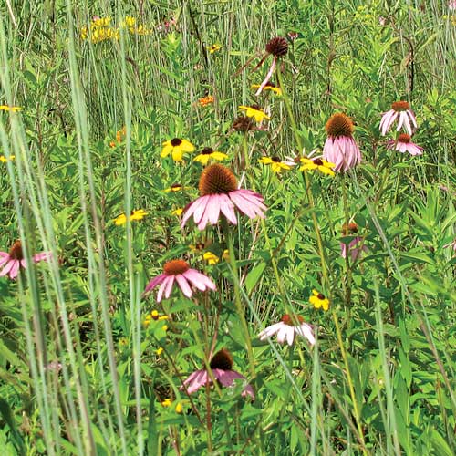 Wet Prairie, Wildflower Mix