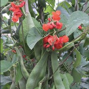 Green pole beans with a red flower