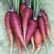 A bunch of purple carrots.
