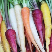 Red, yellow, white, purple carrots.