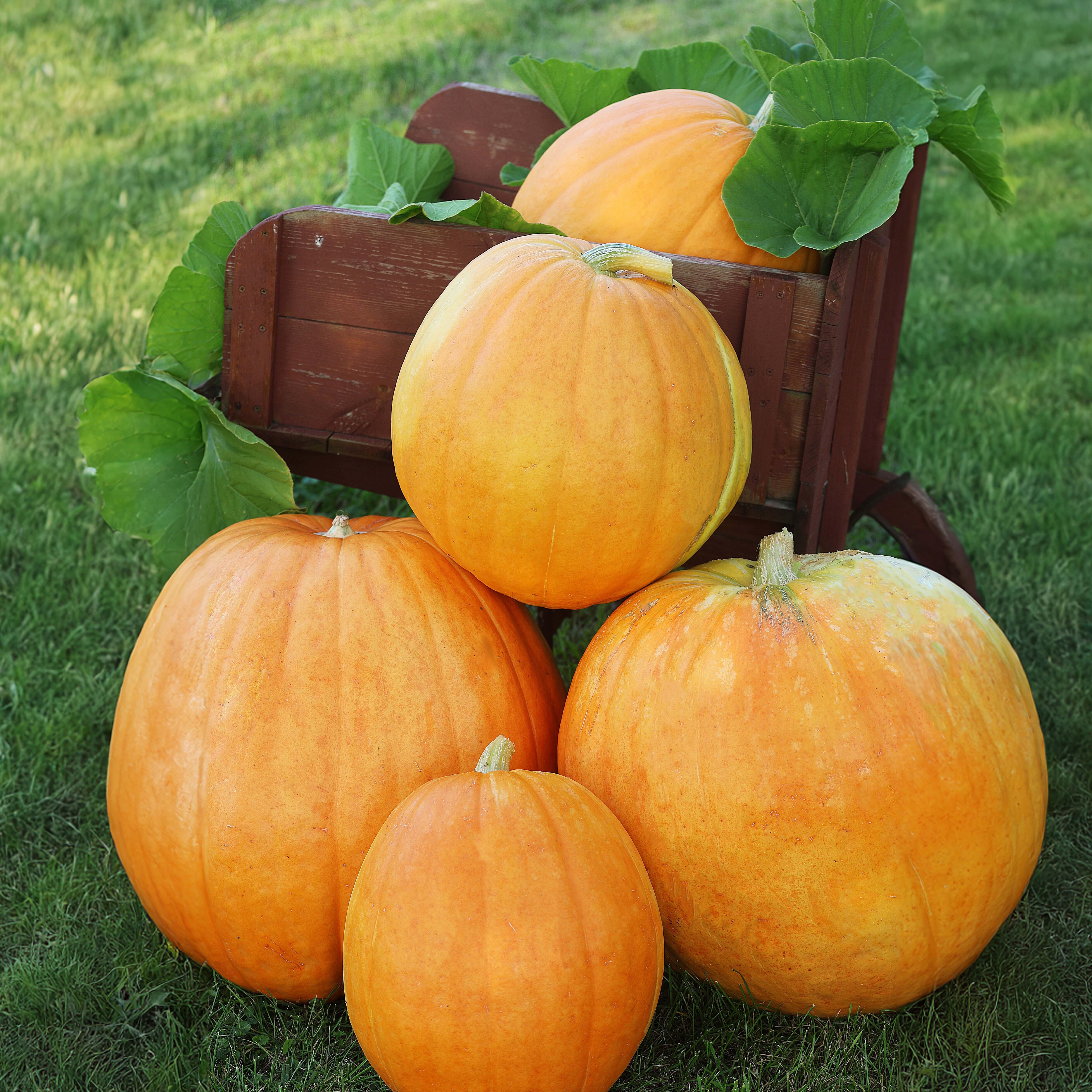 Large pumpkins piled on each other.