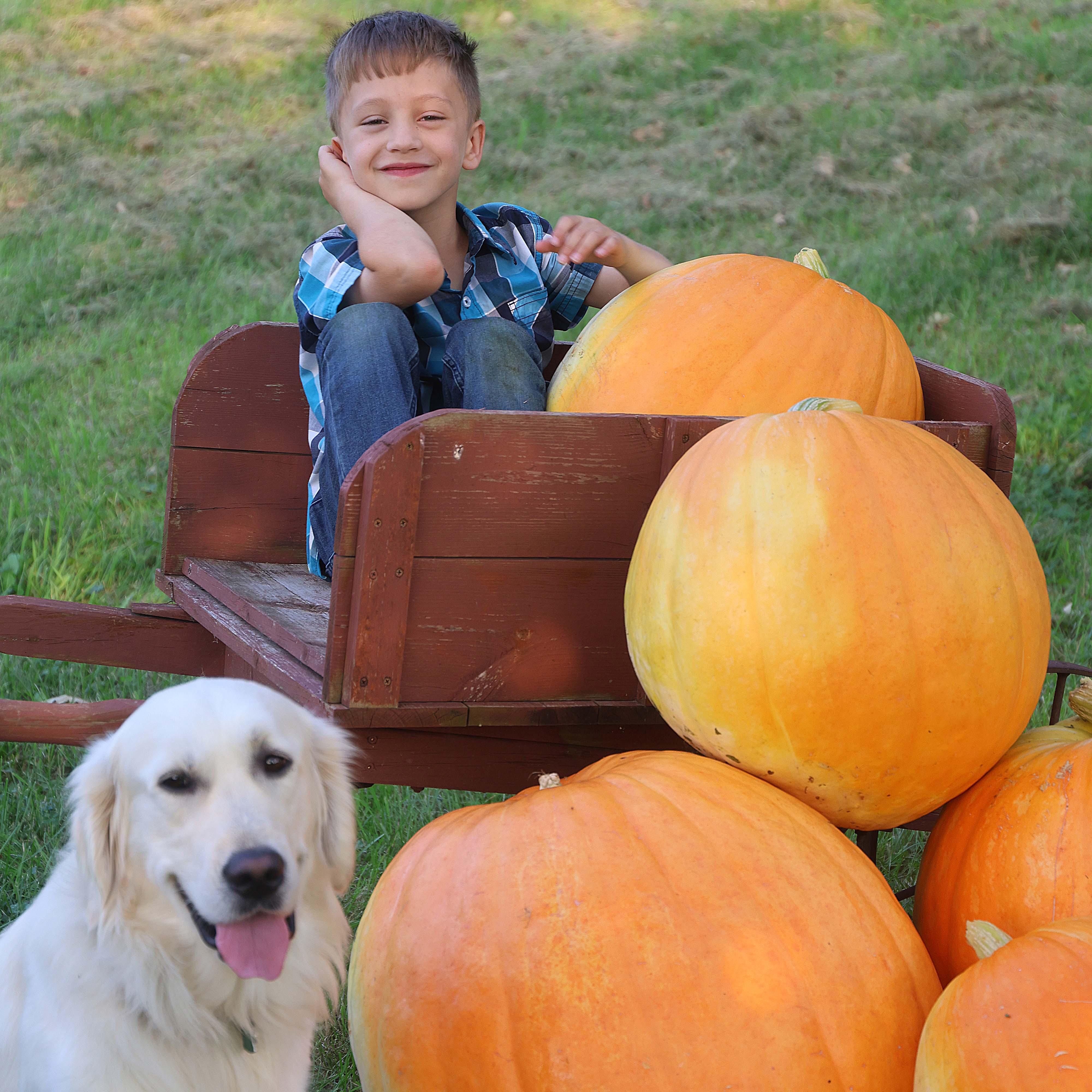 Child, dog, and pumpkins