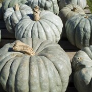 A bunch of blue-gray pumpkins