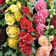Multi-colored blooms, green foliage