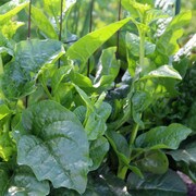 Green foliage next to wire fence.