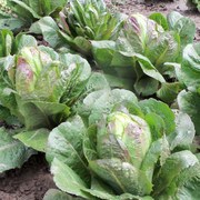 Rows of red-green lettuce heads.
