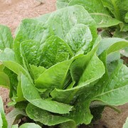 Verte Mar lettuce