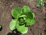 Rows of romaine lettuce heads.