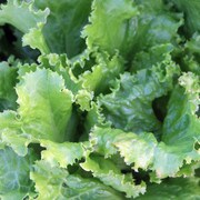 yellow-green lettuce leaves