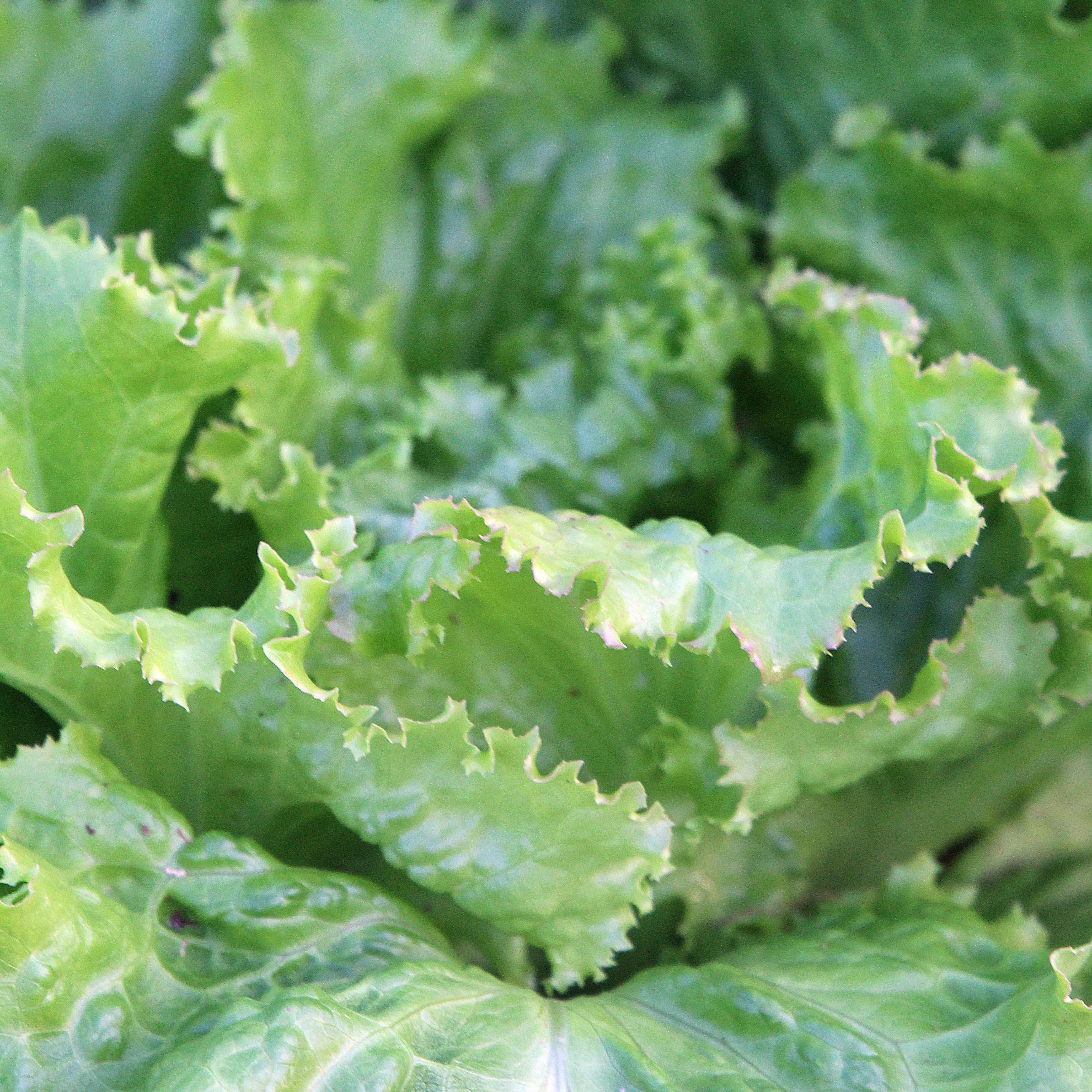 yellow-green lettuce leaves