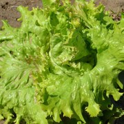 Light green head of lettuce.