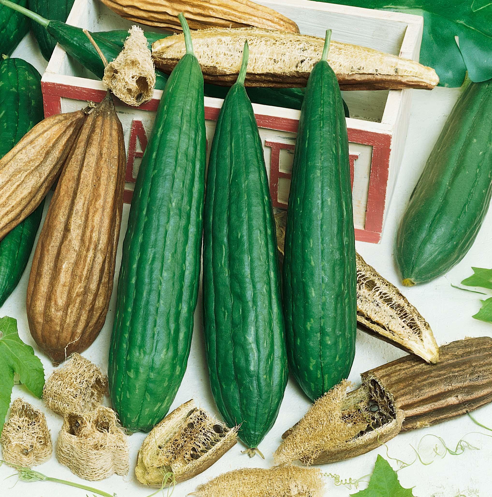 Fresh green and dried brown gourds.