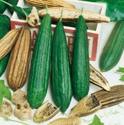Fresh green and dried brown gourds.