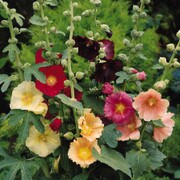 Multi-colored hollyhock blooms.