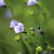 Flax flower with green foliage