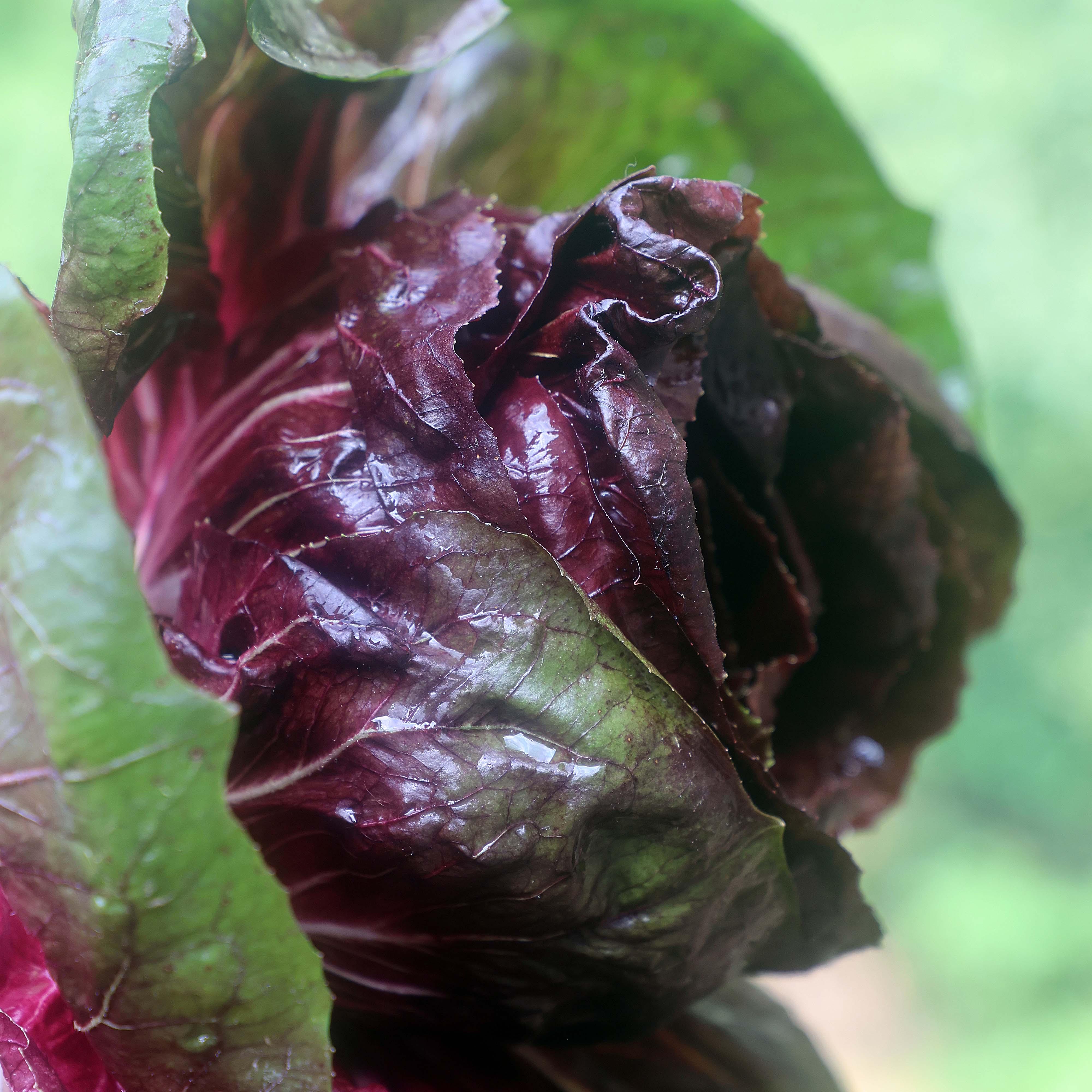Red radicchio head.
