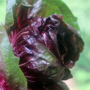 Red radicchio head.