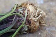Giant Prague Celeriac root
