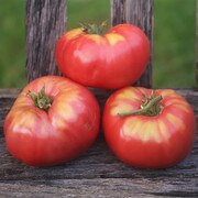 Three Peg of My Heart tomatoes